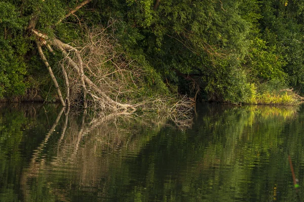 Old Dry Branches River Grassy Bank Reflection Calm Water Symmetry — Stockfoto