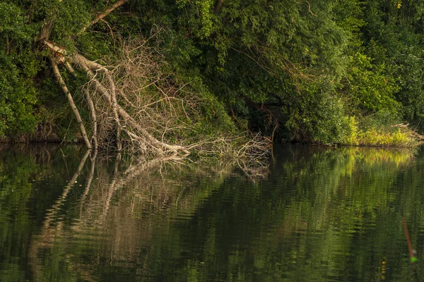 Old Dry Branches River Grassy Bank Reflection Calm Water Symmetry — 图库照片