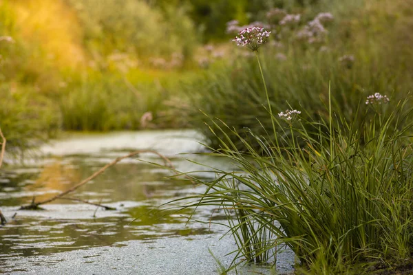 Flowering Rush Butomus Umbellatus Sunset Green Blue Background Reflections Water — 图库照片