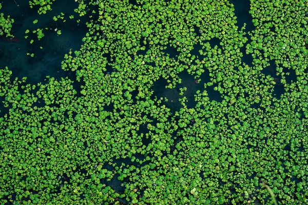 Common Duckweed Green Lemna Minor Floating Water Pond Texture Background — Stockfoto
