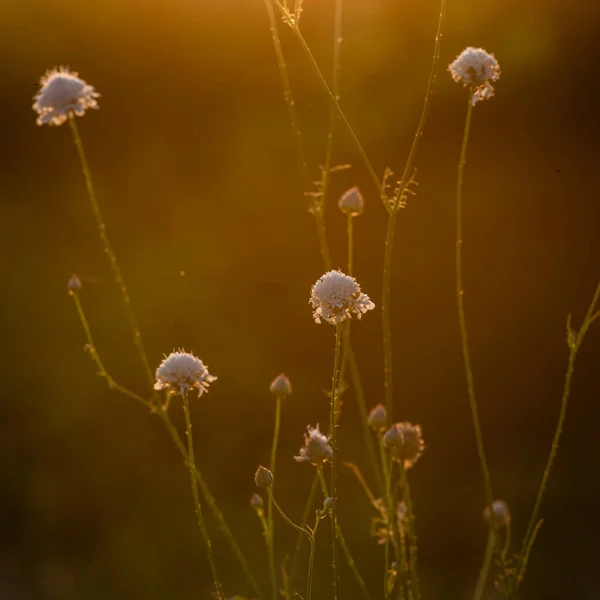 White Cephalaria Leucantha Meadow Morning Sunlight Sunrise Wild Flowers Plants — Foto Stock