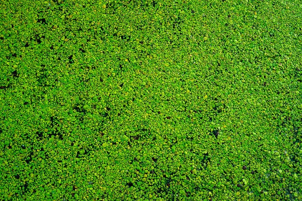 Common duckweed green  ( Lemna minor L. ) floating on water in the pond texture. background, top view