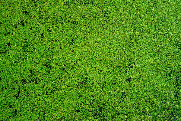 Common Duckweed Green Lemna Minor Floating Water Pond Texture Background — Foto de Stock