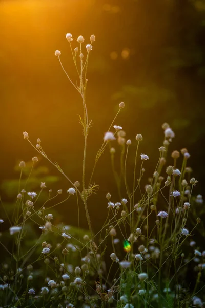 Белая Цефалария Лейканта Мэдоу Солнечный Свет Утром Восход Солнца Дикие — стоковое фото