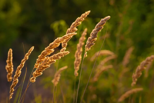 Calamagrostis Epigejos Roth Plants Wood Small Reed Shrubby Morning Sunlight — Stockfoto