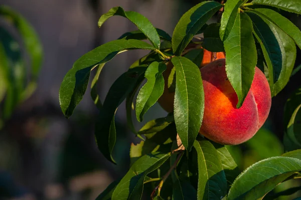 Peaches Growing Tree Branches Fresh Sunset Light Blur Green Background — Stockfoto