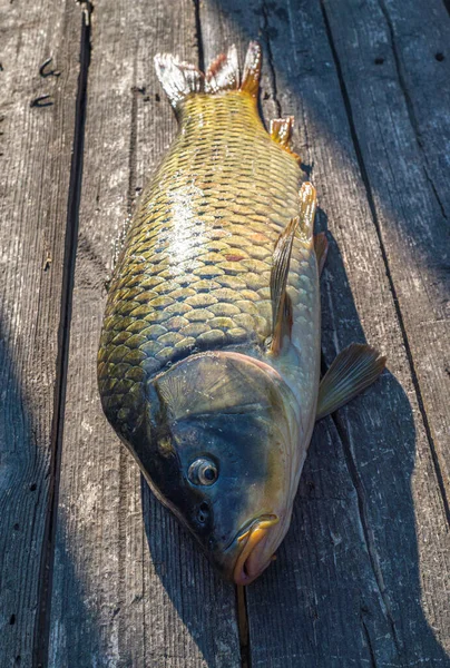 beautiful big carp. Angling. Carp fishing. Fishing adventures, carp fishing. Mirror carp (Cyprinus carpio),. Angler trophy. Sunset Live fresh just caught river Dniester,  fish wood table