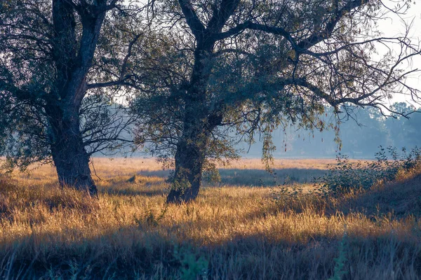 Beautiful Autumn Landscape Foggy Morning National Park Sunbeams Throughold Dry — Photo