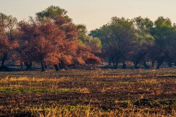 Meadow Black Charred Forest Fire Remains Natural Disaster Moldova — Stock fotografie