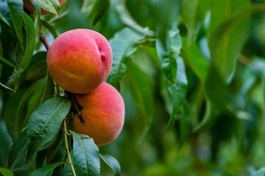 Peach growing on a tree  branches Fresh sunset light blur green background Natural fruit.  organic  Ripe fruit Moldova Beautiful close up
