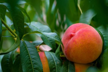 Peach growing on a tree  branches Fresh sunset light blur green background Natural fruit.  organic  Ripe fruit Moldova Beautiful close up