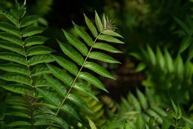 Ailanthus altissima,  tree of heaven, ailanthus, varnish tree, chouchun Chinese clear tree, Branch with leaves invasive species of Europe Vegetative abackground. wild walnut