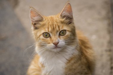 red Cat with kind green eyes, Little  kitten. Portrait cute ginger. happy adorable, Beautiful fluffy red orange outdoors portrait close up British Shorthair  big paws Looking Camera
