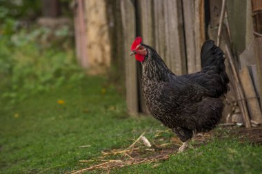 Portrait of the black orpington chicken hen on the grass hen nibbling on the green grass in the garden  gallus domesticus bird feeding at the farm wood fence, red comb, free