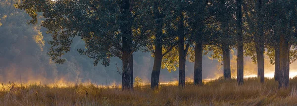 Beautiful Magic Autumn Landscape Poplar Tree Forest Mist Fog Sunrise — Photo