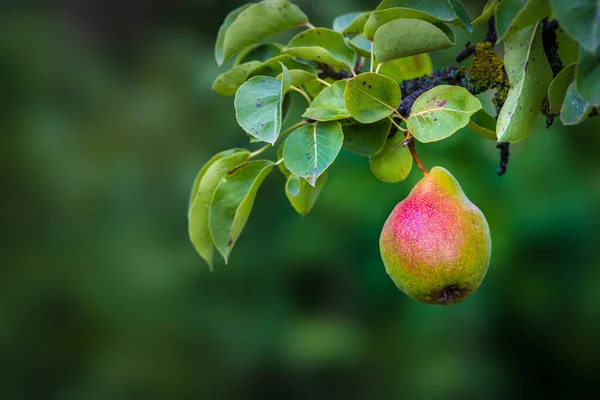 Beautiful Riping Juicy Pears Tree Branch Organic Summer Garden Selective — Stockfoto