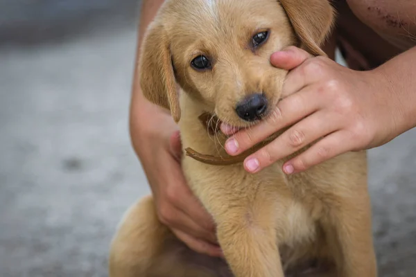 Golden Labrador Retriever Dog Lying Puppy Pet Having Fun Bites — 스톡 사진