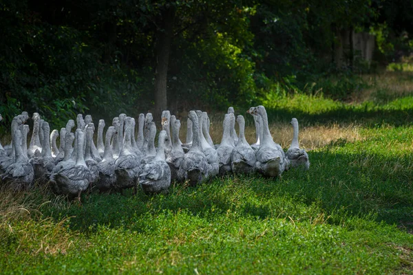 Geese Grass Domestic Bird Flock Geese Flock Domestic Geese Summer — Stock Fotó