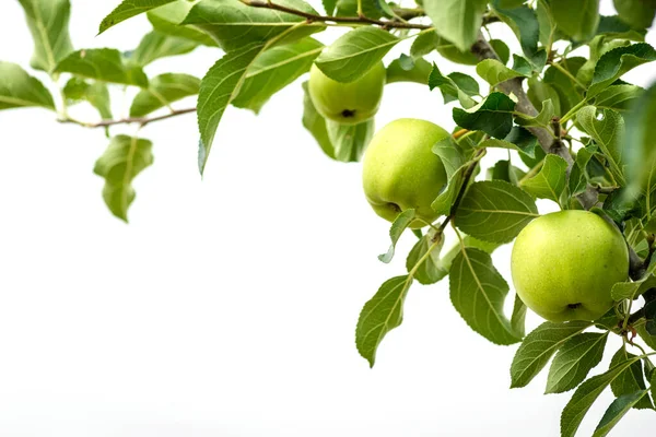 Ripe Green Apple Close Sun Rays Apple Orchard Background Rural — Foto de Stock