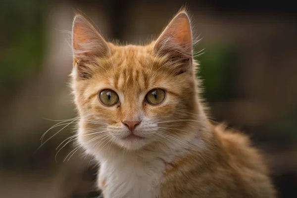 red Cat with kind green eyes, Little  kitten. Portrait cute ginger. happy adorable, Beautiful fluffy red orange outdoors portrait close up British Shorthair  big paws Looking Camera