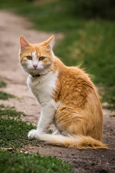 red Cat with kind green eyes, Portrait cute red ginger kitten. happy adorable cat, Beautiful fluffy red orange cat lie in grass outdoors garden