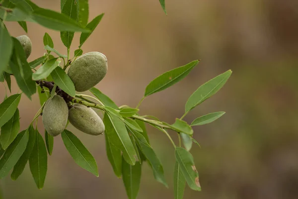 Almond Nut Tree Copy Space Green Branch Moldova Harvest — Foto de Stock
