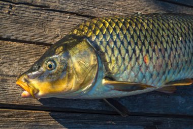 beautiful big carp. Angling. Carp fishing. Fishing adventures, carp fishing. Mirror carp (Cyprinus carpio),. Angler trophy. Sunset Live fresh just caught river Dniester,  fish wood table