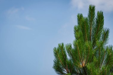 Pine tree branches sky Christmas tree,  Pine branch blue sky  space for text.