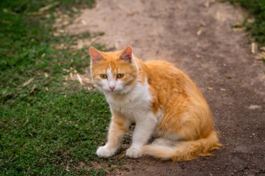 red Cat with kind green eyes, Portrait cute red ginger kitten. happy adorable cat, Beautiful fluffy red orange cat lie in grass outdoors garden
