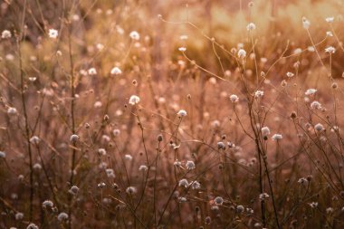 White cephalaria leucantha, Meadow. morning sunlight sunrise Wild flowers and plants sunset, Autumn field sunset background wallpaper bushgrass Giant scabious warm