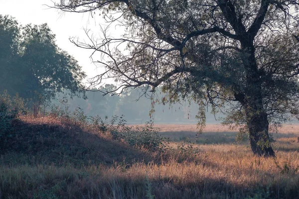Beautiful Autumn Landscape Foggy Morning National Park Sunbeams Throughold Dry — Stock Photo, Image