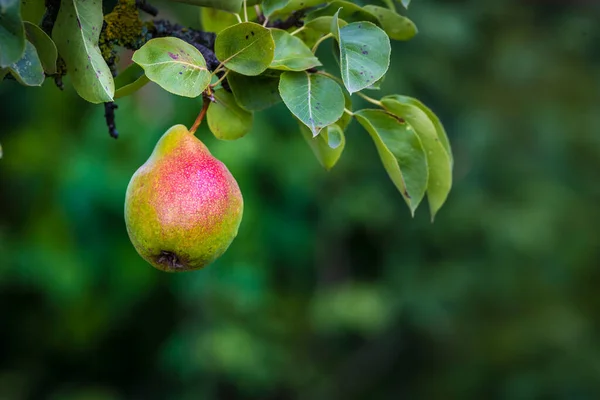 Beautiful Riping Juicy Pears Tree Branch Organic Summer Garden Selective — Foto de Stock