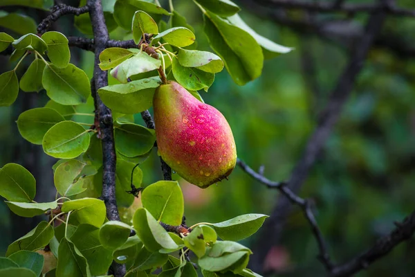 Beautiful Riping Juicy Pears Tree Branch Organic Summer Garden Selective — Foto de Stock