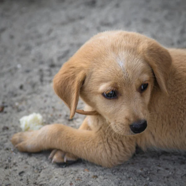 Golden Labrador Retriever Dog Leving Puppy Pet Having Fun Botes — стоковое фото