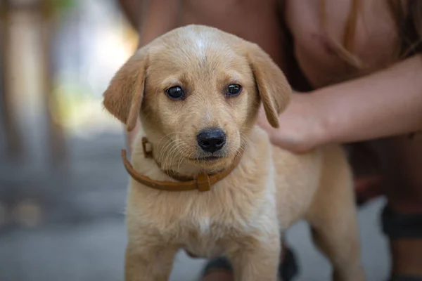 Golden Labrador Retriever Dog Lying Puppy Pet Having Fun Bites — Fotografia de Stock