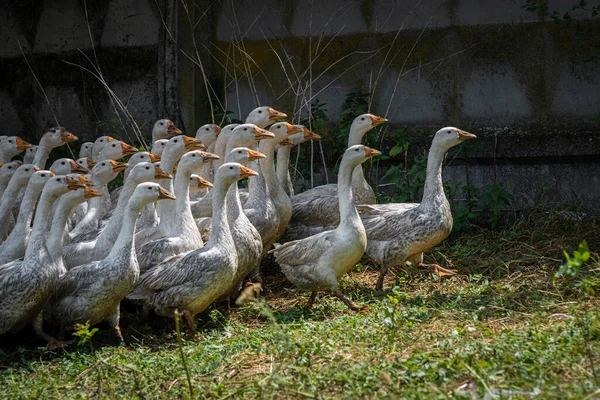 Geese Grass Domestic Bird Flock Geese Flock Domestic Geese Summer — Stock Fotó