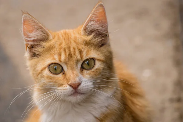 red Cat with kind green eyes, Little  kitten. Portrait cute ginger. happy adorable, Beautiful fluffy red orange outdoors portrait close up British Shorthair  big paws Looking Camera