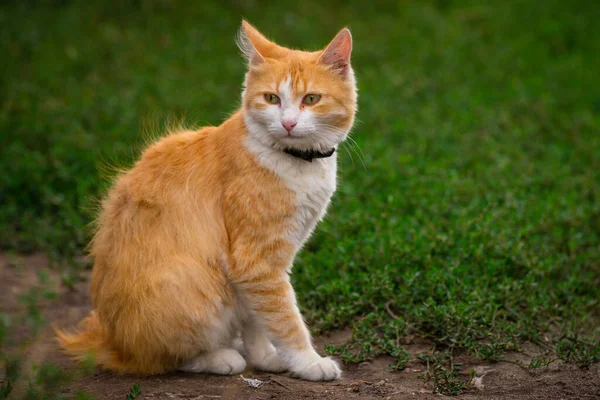 Κόκκινη Γάτα Ευγενικά Πράσινα Μάτια Πορτρέτο Χαριτωμένο Κόκκινο Γατάκι Τζίντζερ — Φωτογραφία Αρχείου