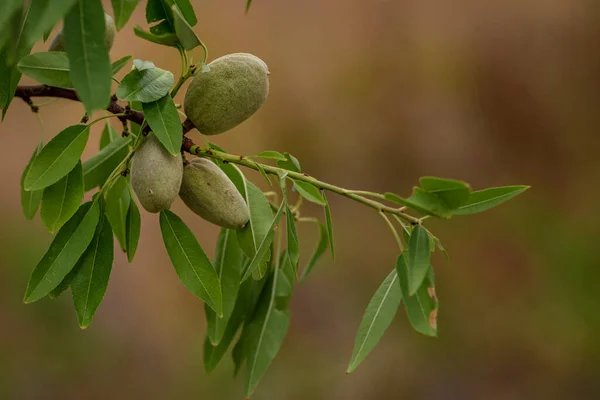 Almond Nuts Tree Copy Space Green Branch Moldova Harvest — Foto de Stock