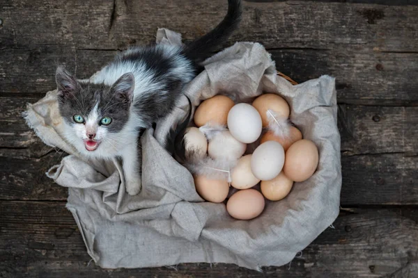 Γάτα Ψάχνει Κάμερα Οργανικά Αυγά Ξύλινο Τραπέζι Φόντο Τροφίμων Rustic — Φωτογραφία Αρχείου