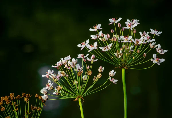 Flowering Rush Butomus Umbellatus Sunset Green Blue Background Reflections Water — Photo