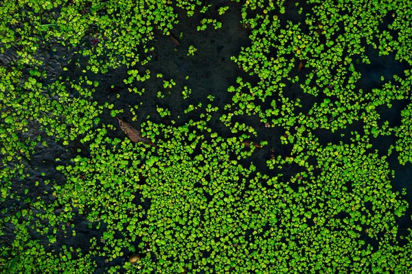 Common Duckweed Green Lemna Minor Floating Water Pond Texture Background — Stockfoto