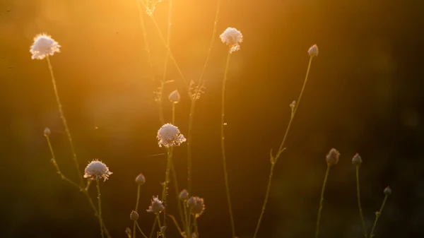 White Cephalaria Leucantha Meadow Morning Sunlight Sunrise Wild Flowers Plants — Foto Stock