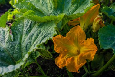 Beautiful yellow pumpkin flower Squash garden backyard  field soil, Zucchini or courgette,  Agriculture concept ingredient leaves Honey bee, green background.