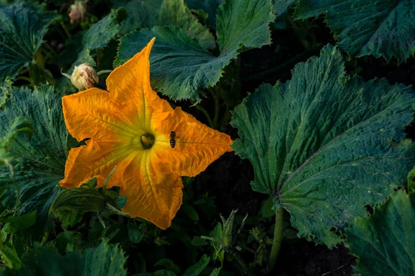 Beautiful Yellow Pumpkin Flower Squash Garden Backyard Field Soil Zucchini — Photo
