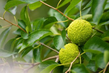 Maclura pomifera fruit or Adam apple growing on tree. Mulberry family (Moraceae) used in alternative medicine joints sciatica.osage orange, horse apple tree copy space