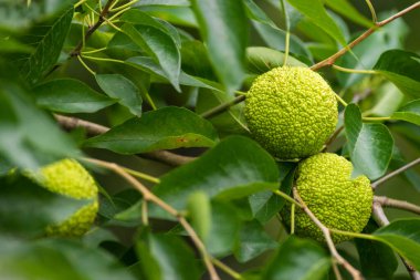 Maclura pomifera fruit or Adam apple growing on tree. Mulberry family (Moraceae) used in alternative medicine joints sciatica.osage orange, horse apple tree copy space