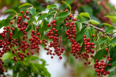 berries red bird-cherry tree Branch of a ripe green leaf bitter black fruit Prunus serotina hagberry, Mayday tree  blurry green background