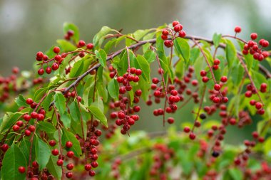 berries red bird-cherry tree Branch of a ripe green leaf bitter black fruit Prunus serotina hagberry, Mayday tree  blurry green background