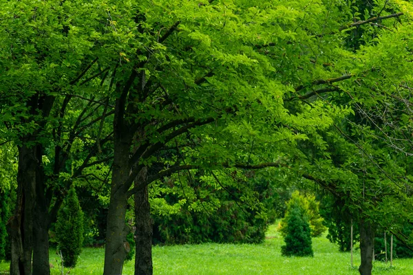 Pink Magnolia kobus fruit on a tree close-up Magnoliaceae deciduous leaf